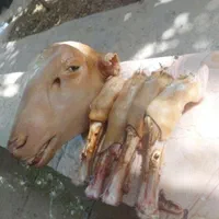 گوسفند زنده