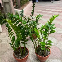 زامفولیا گیاه آپارتمانی و مقاوم|گل و گیاه طبیعی|مشهد, هنرور|دیوار