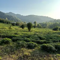 ۲۷۵ متر همراه پروانه پلاک یک جنگلی در املش|فروش زمین و ملک کلنگی|املش, |دیوار