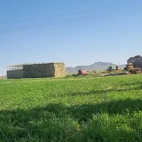 یونجه درجه یک لیلاخ|خدمات باغبانی و درختکاری|دهگلان, |دیوار