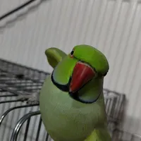 گمشده شاه طوطی محدوده پاسداران و هفتصد دستگاه