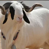 گوسفند زنده