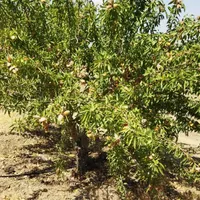 باغی رویایی بامنظره‌ای بی‌نظیردرکنار( پل زمانخان)|فروش زمین و ملک کلنگی|شاهین‌شهر, مخابرات (شهید بهشتی)|دیوار