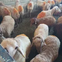 گوسفند زنده دام شکم خالی و پرگوشت حاج سعید|حیوانات مزرعه|کرج, برغان|دیوار
