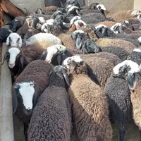 دام زنده گوسفند بره نر جوان جهت قربانی به کل تهران|حیوانات مزرعه|تهران, تهرانپارس غربی|دیوار