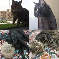 واگذاری رایگان گربه