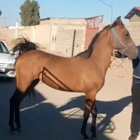 دره شوری. اینده دار|اسب و تجهیزات اسب‌سواری|سیرجان, |دیوار