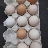 تخم مرغ گلین اصل،تخم برهمای دورگ عالی درشت
