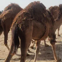 ۳نفر شتر بغور|حیوانات مزرعه|اصفهان, آبشار|دیوار