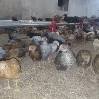 نیمچه مرغ گلپایگانی درشت و پرهیکل|حیوانات مزرعه|زاهدان, |دیوار