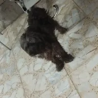 سگ گمشده