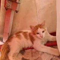 بچه گربه پیدا شده