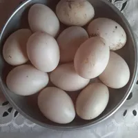 تخم اردک ژاپنی نطفه دار20 عدد|حیوانات مزرعه|حویق, |دیوار