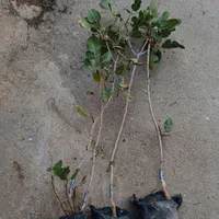 نهال پسته پیوندی