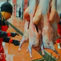 دامداری پخش گوسفند‌زنده‌ زیر قیمت همه‌جا|حیوانات مزرعه|قم, یزدان‌شهر|دیوار
