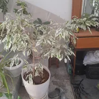 هردو گل باهم بفروش میرسد|گل و گیاه طبیعی|مرودشت, تخت جمشید|دیوار