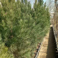 کاج سوزنی،کاج تهران ،کاج مشهد ۵ ساله|خدمات باغبانی و درختکاری|تهران, جوانمردان (اندیشه)|دیوار