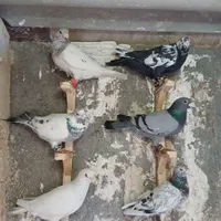 کفتر