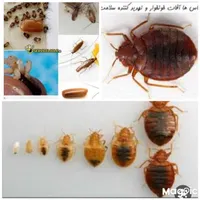 سمپاشی باضمانت کتبی دریک مرحله سم پاشی سوسک وساس و|خدمات نظافت|تهران, تهرانپارس شرقی|دیوار