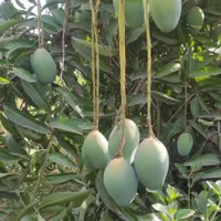 نهال انبه چهارفصل، پیوندی، محلی، رودان|گل و گیاه طبیعی|میناب, |دیوار