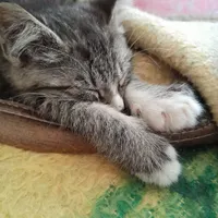 واگذاری رایگان بچه گربه
