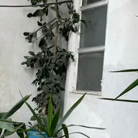 گل کاکتوس غول پیکر استثنائی با رشدی عجیب|گل و گیاه طبیعی|تهران, الهیه|دیوار