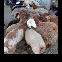 فروش گوسفند زنده ذبح بره نذری عقیقه با قصاب سیار|حیوانات مزرعه|اصفهان, باغ فدک|دیوار