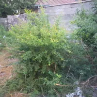 فروش معاوضه زمین/سندتکبرگ/خ آذربایجان/نزدیک دریا|فروش زمین و ملک کلنگی|بندر انزلی, آذربایجان|دیوار
