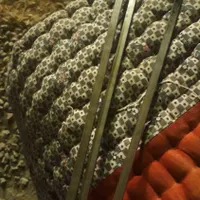 پیدا شده