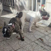 سگ فرنچ بولداگ اصیل رگ خون بالا|سگ|تهران, جنت‌آباد جنوبی|دیوار