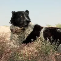 سگ قهدریجانی