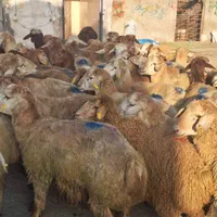 دام زنده مهر ویلا گلزار کل کرج باسکول گلشهر|حیوانات مزرعه|کرج, مهرویلا جنوبی|دیوار