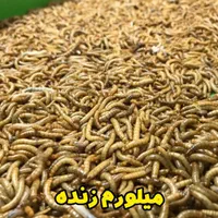 میلورم زنده و خشک/عمده/جزئی/سوپرورم/سبد و کود|خزنده|قم, باسکول|دیوار
