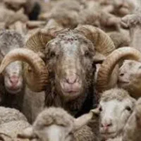 فروش وپخش گوسفند نروماده میش بز گوساله|حیوانات مزرعه|ری, دولت‌آباد|دیوار