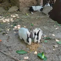 فروش خرگوش یک ماهه