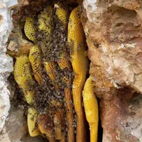 عسل صخره ای وحشی