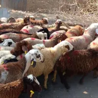 کل مناطق تهران گوسفند زنده بهداشتی گوشتی در محل|حیوانات مزرعه|تهران, سازمان برنامه|دیوار