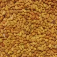 تخم علف اصیل بم باردهی تابستان زمستان|خدمات باغبانی و درختکاری|بم, |دیوار