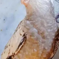 پرنده گمشده