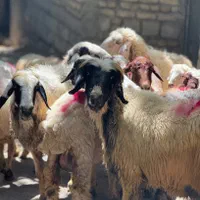 مغانی درجه یک قوچ بره نر گوسفند گاو میش|حیوانات مزرعه|تهران, فلسطین (میدان انقلاب)|دیوار