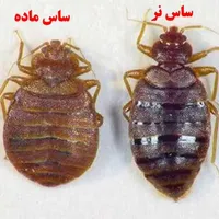 سمپاشی صددرصد تضمینی سم پاشی سوسک و ساس و ...|خدمات نظافت|تهران, امام حسین(ع)|دیوار