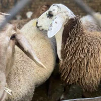 مستقیم از دامداری خرید کنید