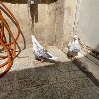 کفتر|پرنده|تهران, نعمت‌آباد|دیوار