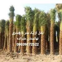نخل برحی|عمده‌فروشی|شیراز, کوی زهرا|دیوار