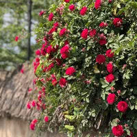 اجاره اتاق به صورت روزانه و ماهانه