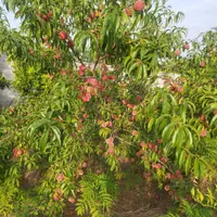 فروش خانه ویلایی ۷۲ متری ۱ خوابه