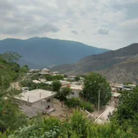 گندمی