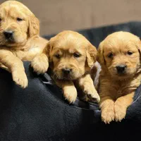 گلدن اصیل اسکاتلندی