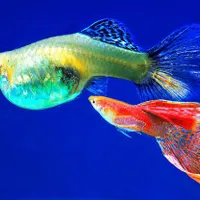 انواع ماهی گوپی و ..|ماهی|لردگان, |دیوار