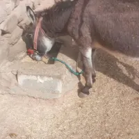 فروش‌الاغ‌نر